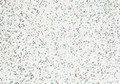 Confetti Glitter